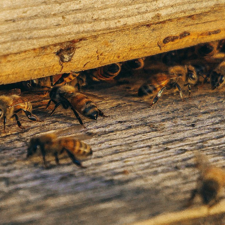 Bienen Königin kaufen, Königinnen Zucht, Bienen Volk, Bienen Pate, Königin Zelle